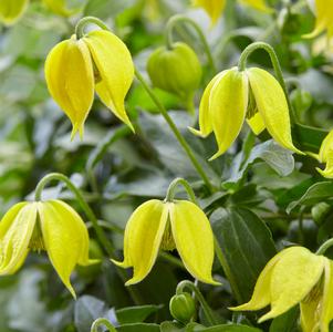 Clematis 'Little Lemons'