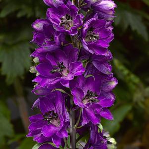 Delphinium elatum 'Delphina™ Dark Blue Black Bee'