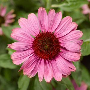 Echinacea purpurea 'Prairie Splendor™ Compact Dark Rose'