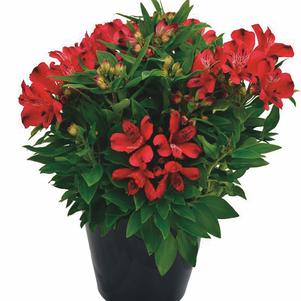 Alstroemeria 'Inca Lolly®'