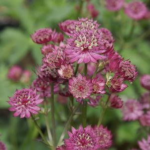 Astrantia major 'Star of Beauty'