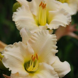 Hemerocallis 'Lullaby Baby'