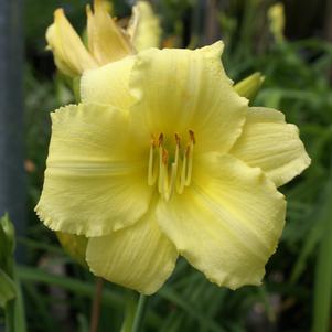 Hemerocallis 'Stella Supreme'