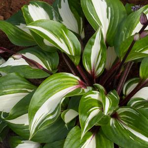 Hosta 'Raspberry Sundae'