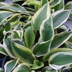 Hosta 'Lakeside Spruce Goose'