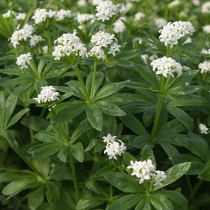 Galium odoratum