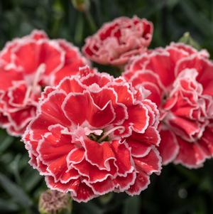 Dianthus 'Constant Beauty™ Crush Orange'