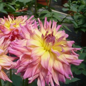 Dahlia 'GoGo Pink & Yellow'