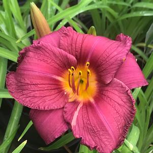 Hemerocallis 'Purple D'oro'