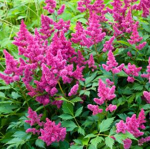 Astilbe chinensis 'Pumila'