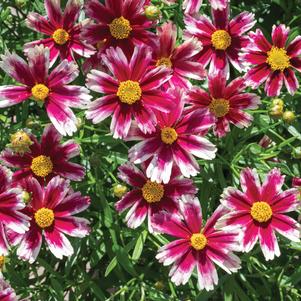 Coreopsis 'Li'l Bang™ Candy Stripes'