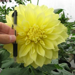 Dahlia Tall Dinner Plate 'Kelvin Floodlight'