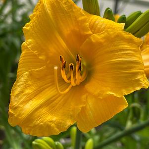 Hemerocallis 'Bakabana'