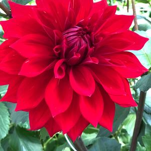 Dahlia Tall Dinner Plate 'Babylon Red'