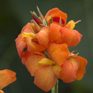 Canna 'Cannova® Orange Shades'