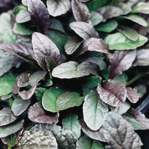 Ajuga reptans 'Bronze Beauty'