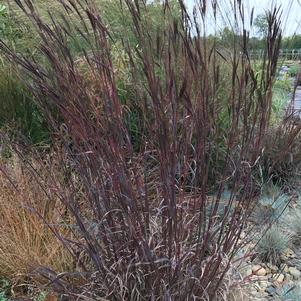 Andropogon gerardii 'Blackhawks'