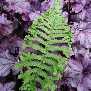 Dryopteris affinis Cristata 'The King'