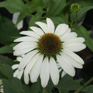 Echinacea purpurea 'White Swan'