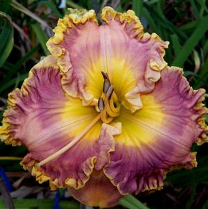 Hemerocallis 'Collage'