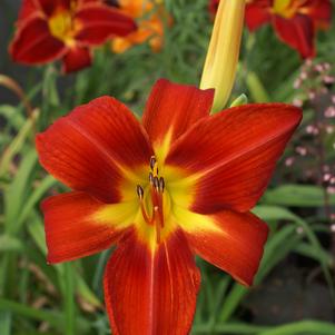 Hemerocallis 'Baja'