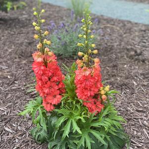 Delphinium elatum 'Red Lark'