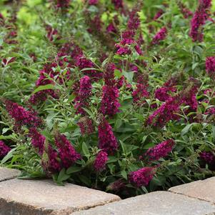 Buddleia 'Chrysalis™ Cranberry'