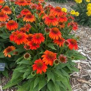 Echinacea 'Sombrero® Fiesta Orange'