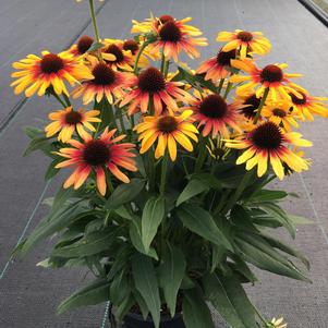 Echinacea 'SunSeekers Tequila Sunrise'