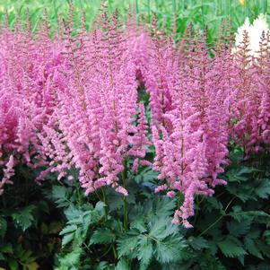 Astilbe chinensis 'Vision in Pink'