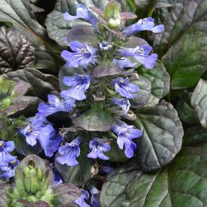 Ajuga reptans 'Catlin's Giant'