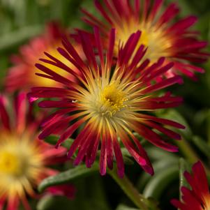 Delosperma 'Delmara™ Fuchsia'