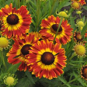 Helenium autumnale 'Mariachi™ Fuego'