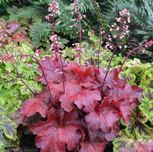 Heuchera 'Fire Alarm'