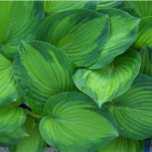 Hosta 'George Smith'