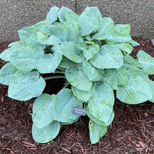 Hosta 'Blue Hawaii'