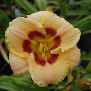 Hemerocallis 'Custard Candy'