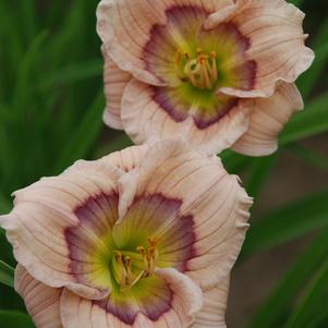 Hemerocallis 'Siloam David Kirchhoff'