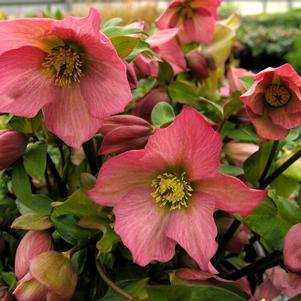 Helleborus 'WALBERTON'S® Rosemary'