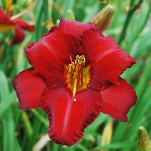 Hemerocallis 'Chicago Apache'