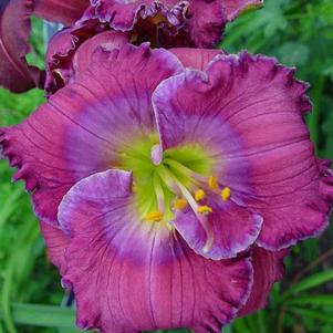 Hemerocallis 'Lavender Blue Baby'