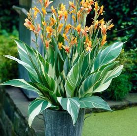 Canna 'Stuttgart'