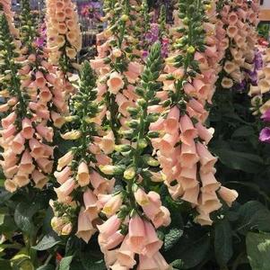 Digitalis purpurea 'Dalmatian Peach'