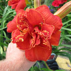 Hemerocallis 'Moses Fire'