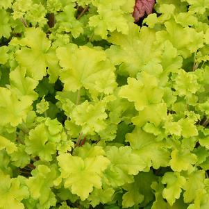 Heuchera 'Lime Marmalade'