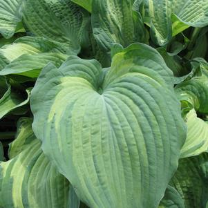 Hosta 'Guardian Angel'