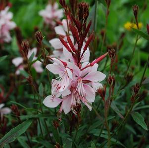 Gaura lindheimeri 'Gaudi™ Pink'