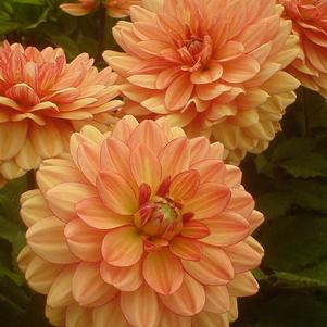 Dahlia 'GoGo Peach'