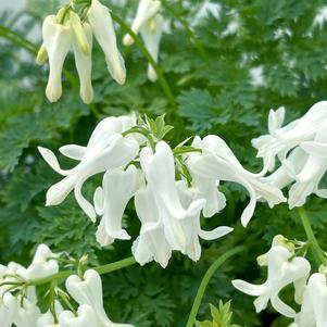 Dicentra 'AMORE™ Titanium'