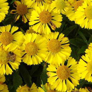 Helenium autumnale 'Mariachi™ Sombrero'